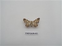 藏品(尺蛾165)的圖片